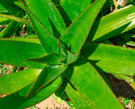 babosa plantada em jardim