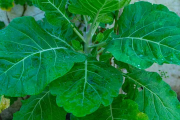 Fototapete Rund Grün folhas de couve  © Maria Novas