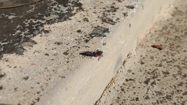 Goldenrain Tree Bug Red-Shouldered (Jadera haematoloma) stuck mating