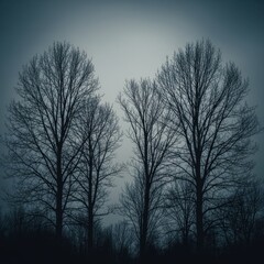 Bare Trees Silhouetted Against a Moody Sky