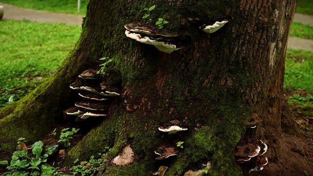 Old large tree with mushrooms and moss.Tree trunk with tinder fungi. Group of basidiomycetes on tree. Concept of mycology