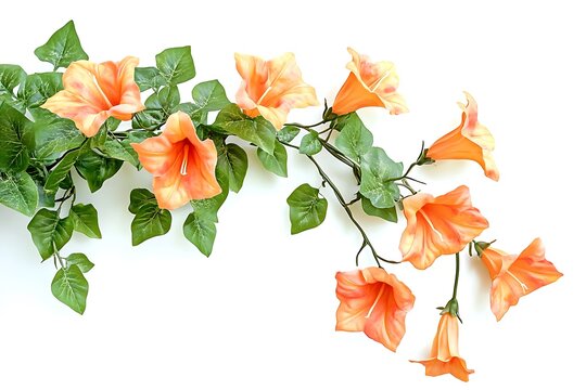 A delicate segment of realistic trumpet vine, with soft orange blossoms and thick green leaves, detailed with natural textures 