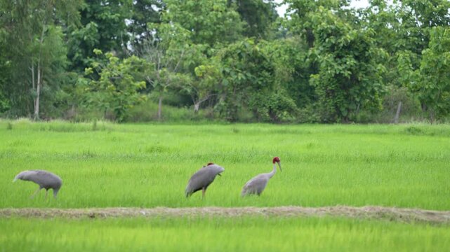 Eastern Sarus Crane Thai cranes from a breeding center forage in their natural habitat, a conservation effort within the community.