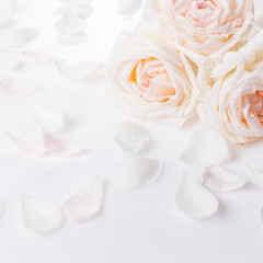 White rose petals on clean light background with copy space, elegant floral composition for romantic design, greeting cards, branding, invitations, print use, minimal aesthetic, soft natural tones