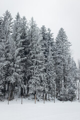 Winter Pine Forest Covered in Snow
