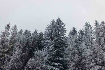 Winter Pine Forest Covered in Snow