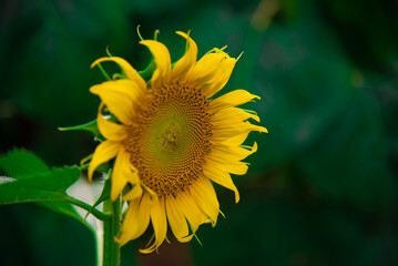 Obraz premium sunflower on a green background