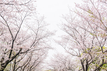Fototapeta premium Pink sakura blossom tunnel of cherry tree in Kumamoto castle