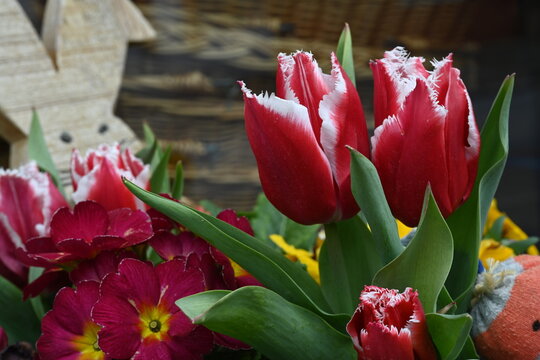 rote Tulpen und rote Primeln bl&uuml;hen nebeneinander 