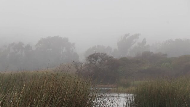 Neblina Humedal Wetlands