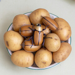 potatoes in a basket