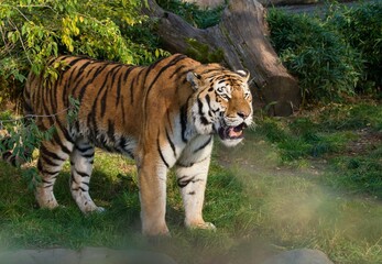 Tiger in the zoo