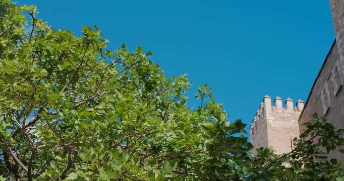 View the ancient Almudaina Palace wall with green trees on the foreground. Pan shot.