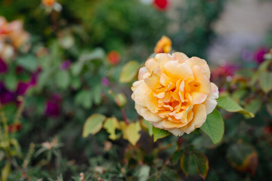 La Villa Cotta orange floribunda rose in garden, close-up of single double flower