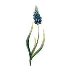 Obraz premium Blue Muscari Spring Bulbs Flower. Watercolor hand drawn floral illustration isolated on white background for Easter Woman's day design textile fresh print card cosmetic package porcelain crockery
