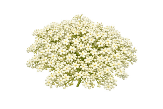 Elderberry inflorescence with white blossoms, a flowering sprig from sambucus nigra, isolated on transparent background