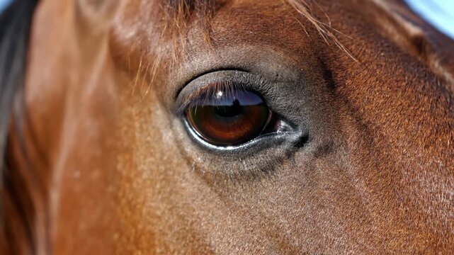 Close-up view of a brown horse eye blinking and looking around.