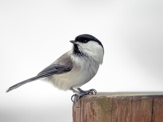 Willow tit is perching on a tree stump in winter forest