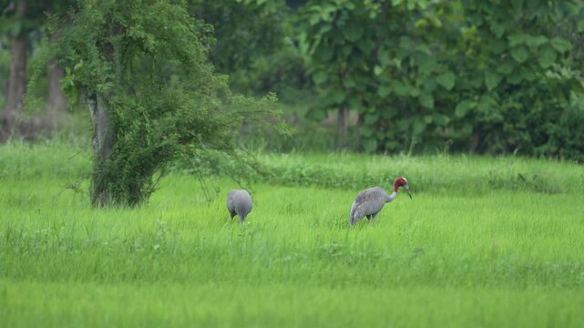 Eastern Sarus Crane Thai cranes from a breeding center forage in their natural habitat, a conservation effort within the community.