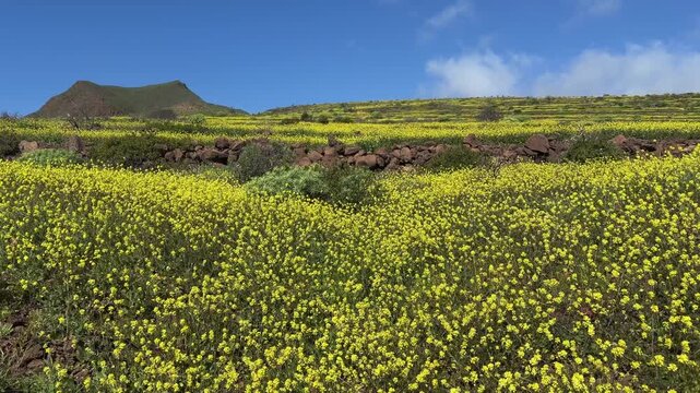Paisaje florido en la cumbre de Gran Canaria en primavera