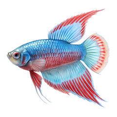 Fototapeta premium Detailed illustration of a vibrant blue and red Siamese fighting fish on a white background
