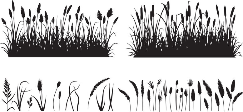 Silhouettes of tall grass reeds and individual plant stalks on white background Keywords: grass