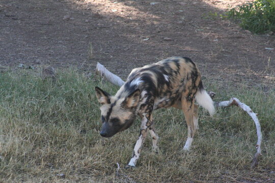 An African wild dog (Lycaon pictus) at a local zoo