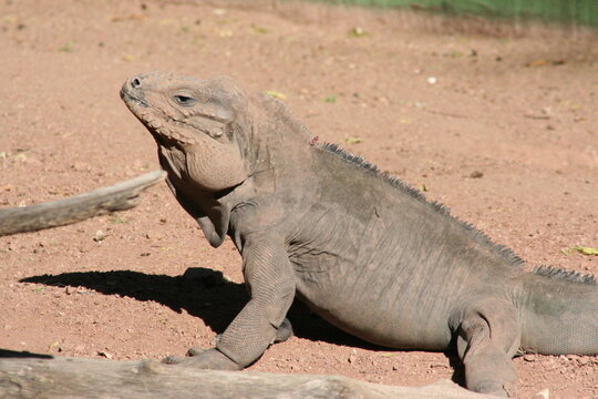 A Rhinoceros iguana (Cyclura cornuta cornuta) at a local zoo