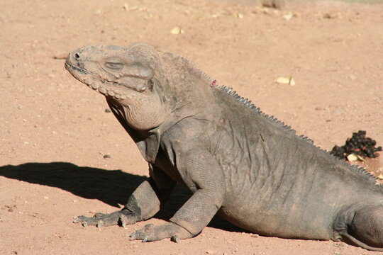 A Rhinoceros iguana (Cyclura cornuta cornuta) at a local zoo