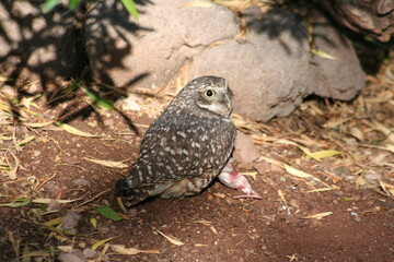 A burrowing owl (Athene cunicularia) at a local zoo