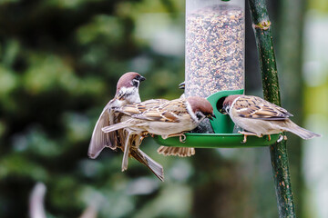 Ptaki karmiące się ziarnem przy karmniku, uchwycone w dynamicznym locie, w zimie © Henryk Niestrój