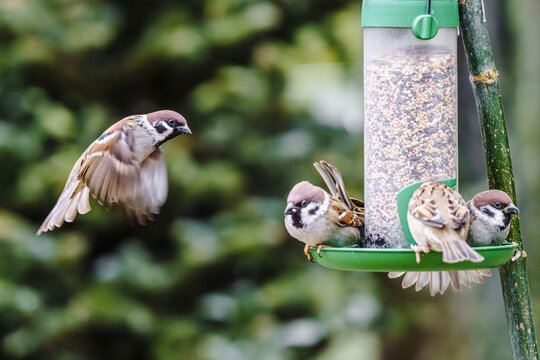Ptaki karmiące się ziarnem przy karmniku, uchwycone w dynamicznym locie, w zimie