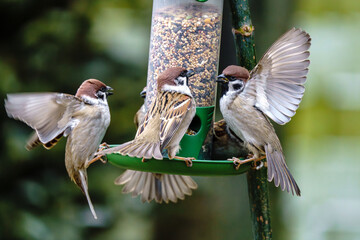 Ptaki karmiące się ziarnem przy karmniku, uchwycone w dynamicznym locie, w zimie © Henryk Niestrój