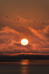 Flying Herons Above The Rising Sun