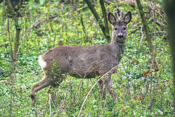 Portret czujnego kozła sarny (Capreolus capreolus) z porożem w scypule, stojącego w gęstym, zielonym lesie. © Henryk Niestrój