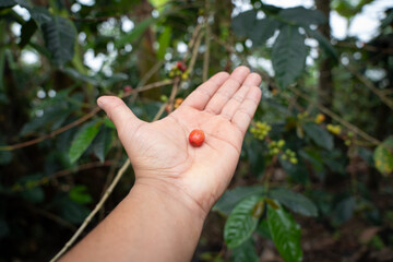 green coffee beans on the tree