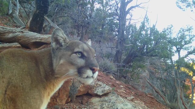A wild mountain lion steps into the video frame, pauses for a few seconds while looking off towards the right, then saunters away down a trail between juniper and pine trees in the mountains of Southe