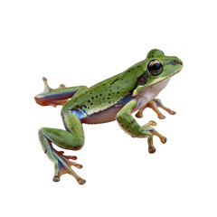 Fototapeta premium Green frog isolated on transparent background