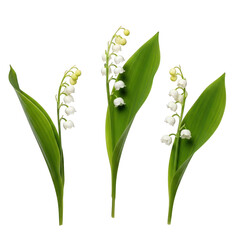 Three lily of the valley plants with white flowers and green leaves on a white background.