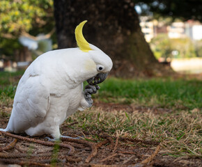Sulphur-crested cockatoo foraging in a park in Manly, Sydney, Australia © daboost