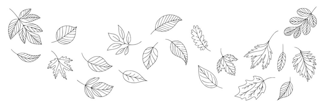 Leaves outline vector set with autumn foliage in thin black line art, scattered falling leaf shapes for seasonal border, botanical decoration, print, and web design