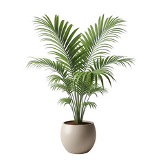 Obraz premium A tall green palm plant in a white pot on a white background