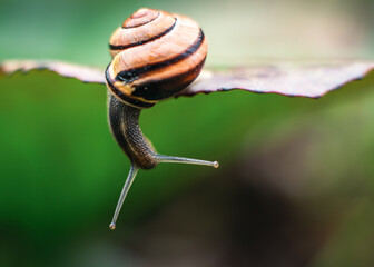 Ślimak ogrodowy w paski zwisający z krawędzi liścia, ujęcie makro na rozmytym zielonym tle. © Henryk Niestrój