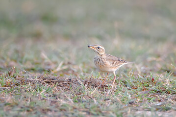 Sparrows in the meadow.