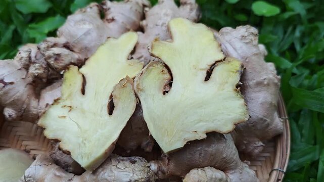 Place the ginger rhizome on top of the gotu kola leaves in the garden.