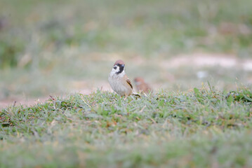 Sparrows in the meadow.