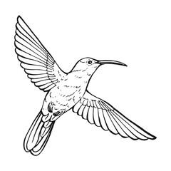 Black and white hummingbird drawing with detailed feathers and wings. Vector hand drawn illustration.