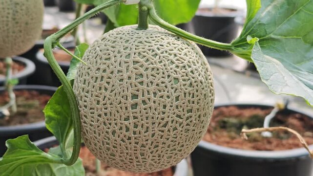 Green melon plants are growing in the greenhouse