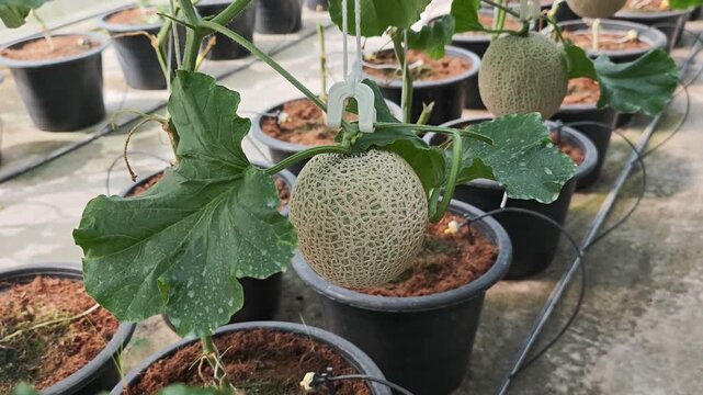 Green melon plants are growing in the greenhouse