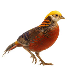 Golden pheasant isolated on transparent background